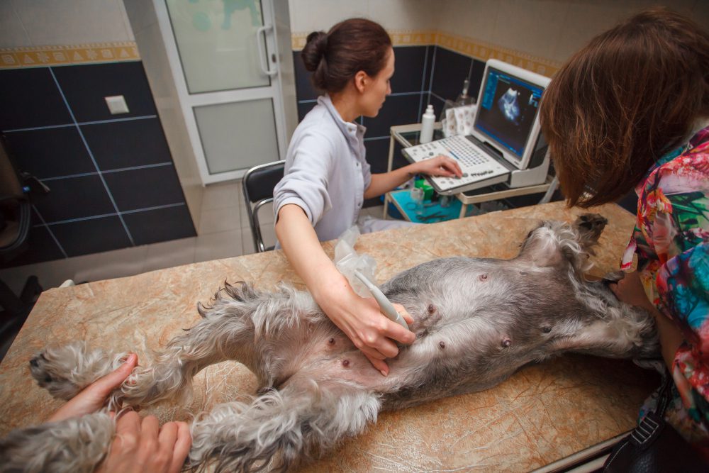 Marketing para Veterinarios: Imagen de un veterinario realizando una ecografía, representando servicios y cuidado veterinario.